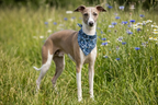 Bandana Blue Meadow
