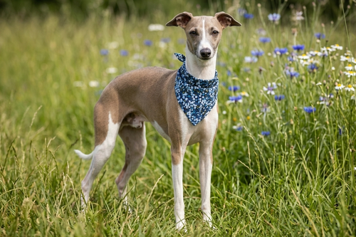 Bandana Blue Meadow