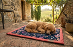 Hunde-Liegematte To Go „Blossom Velvet“