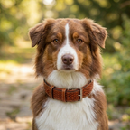 Exklusives Hundehalsband aus Premiumleder